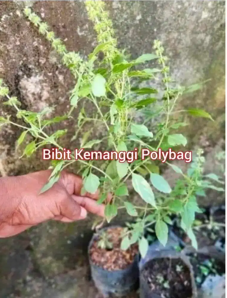 Kemanggi Bibit Polybag an Sudah Tumbuh Subur