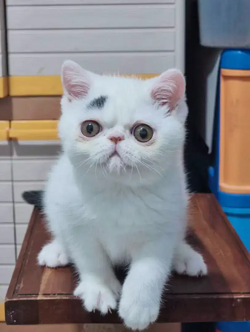 Kitten exotic shorthair