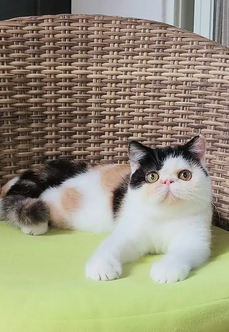 Peaknose exotic shorthair pedigree