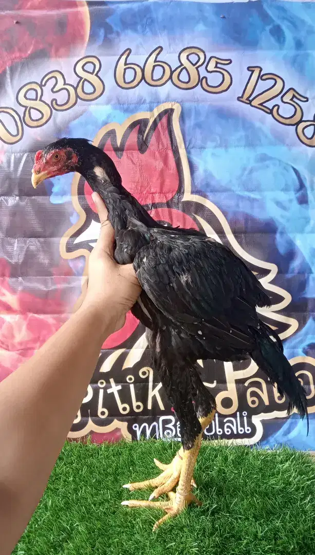 ayam bangkok sepasang