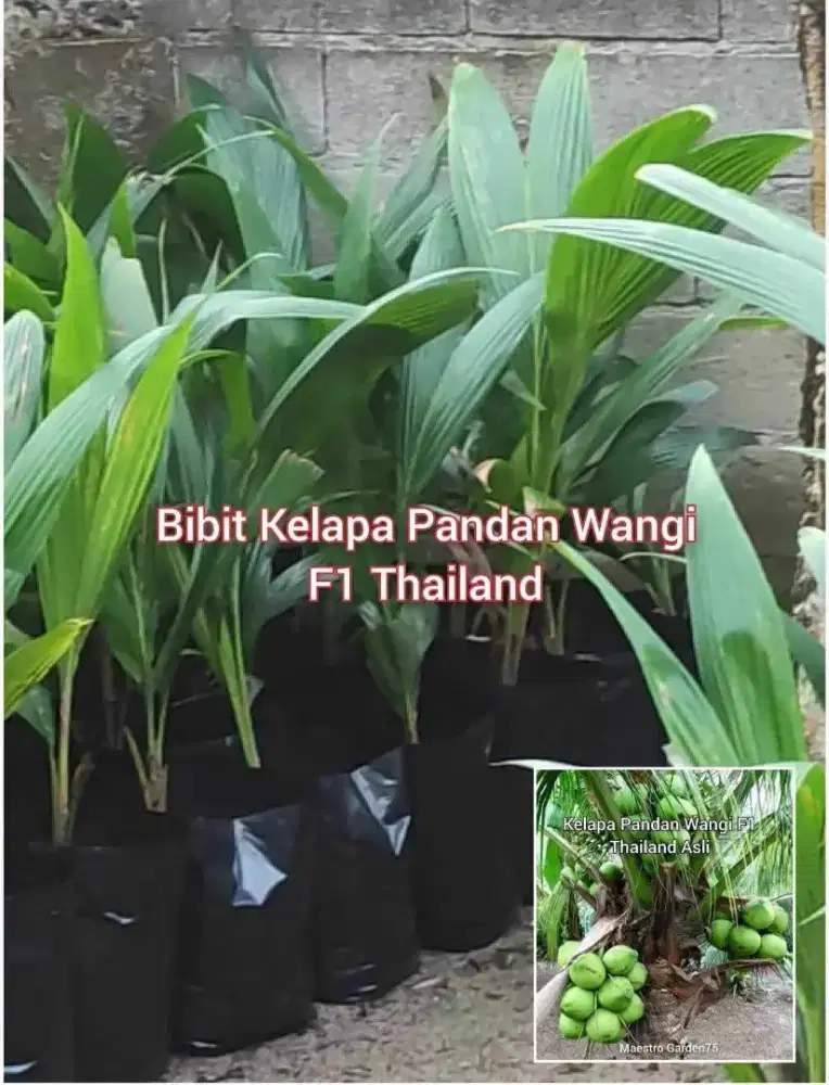 Kelapa Pandan Wangi Bibit F1 Thailand