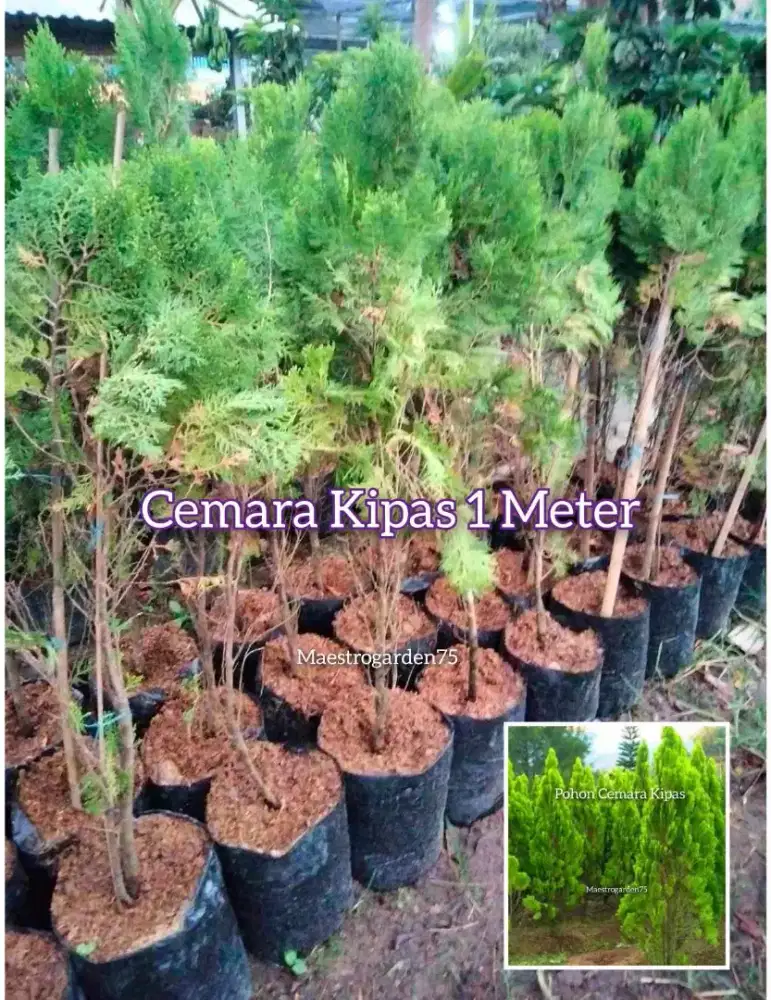 Cemara Kipas 1 Meter +
