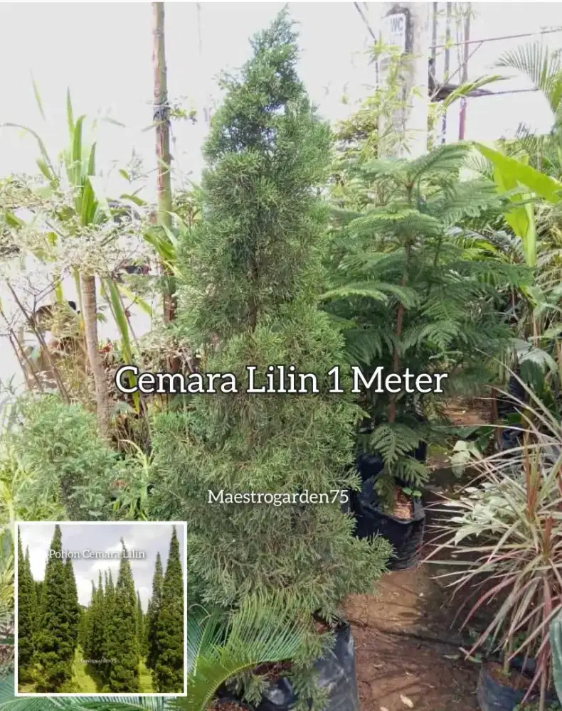 Cemara Lilin 1 Meter +