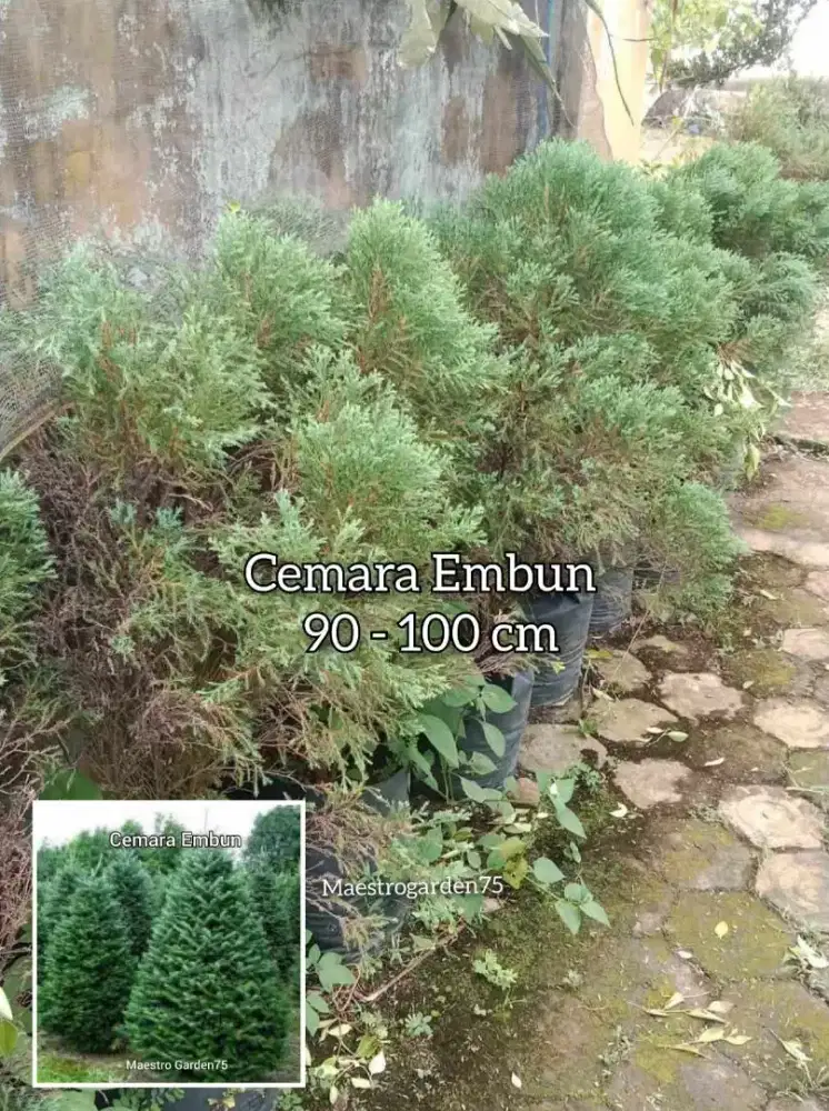 Cemara Embun 90 - 100 cm