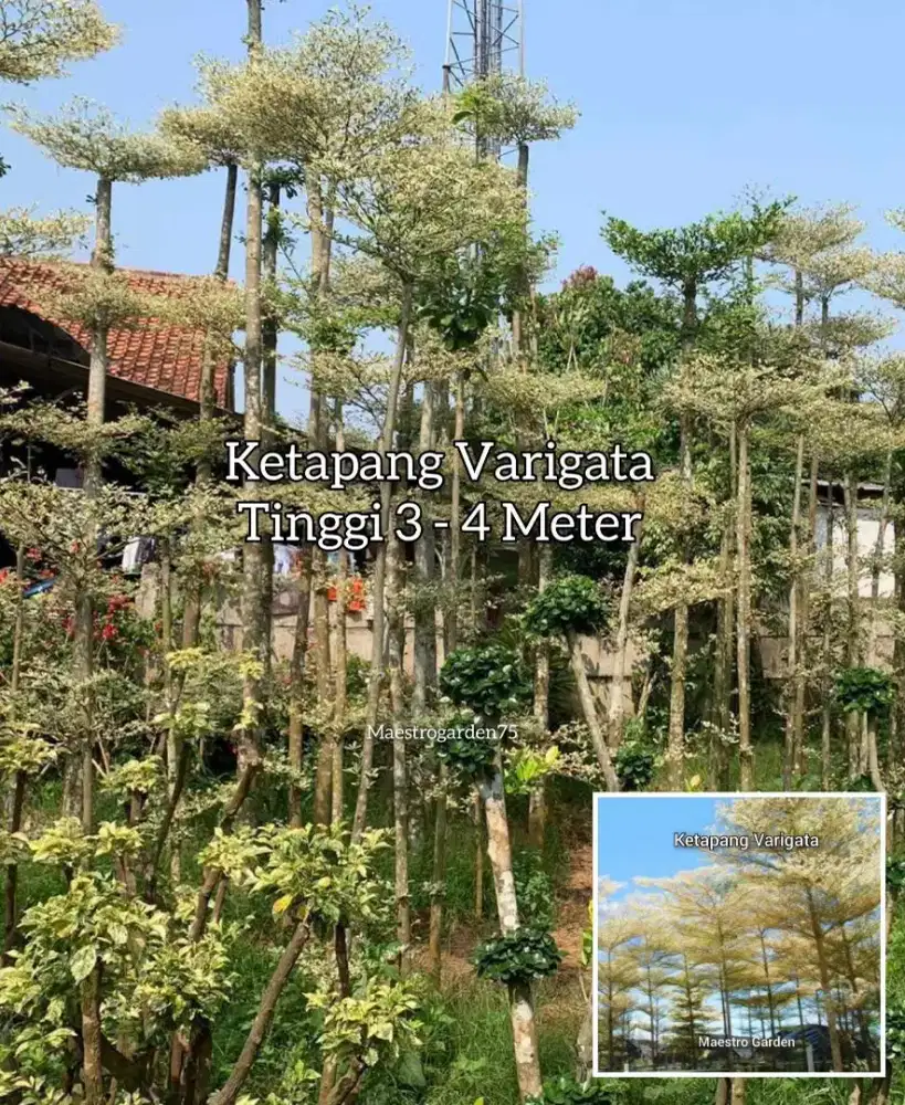 Ketapang Varigata 3 - 4 Meter