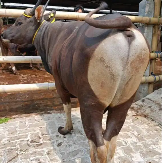 sapi bali jantan 300kiloan siap potong nazar hajatan sedekahan sukuran