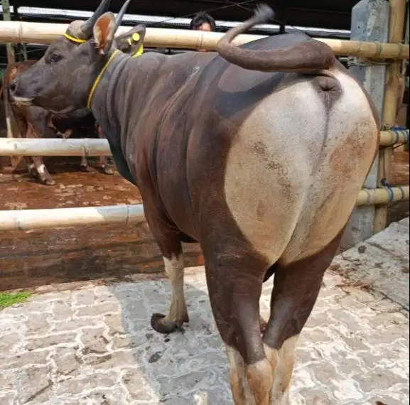 sapi bali jantan 300kiloan siap potong nazar hajatan sedekahan sukuran