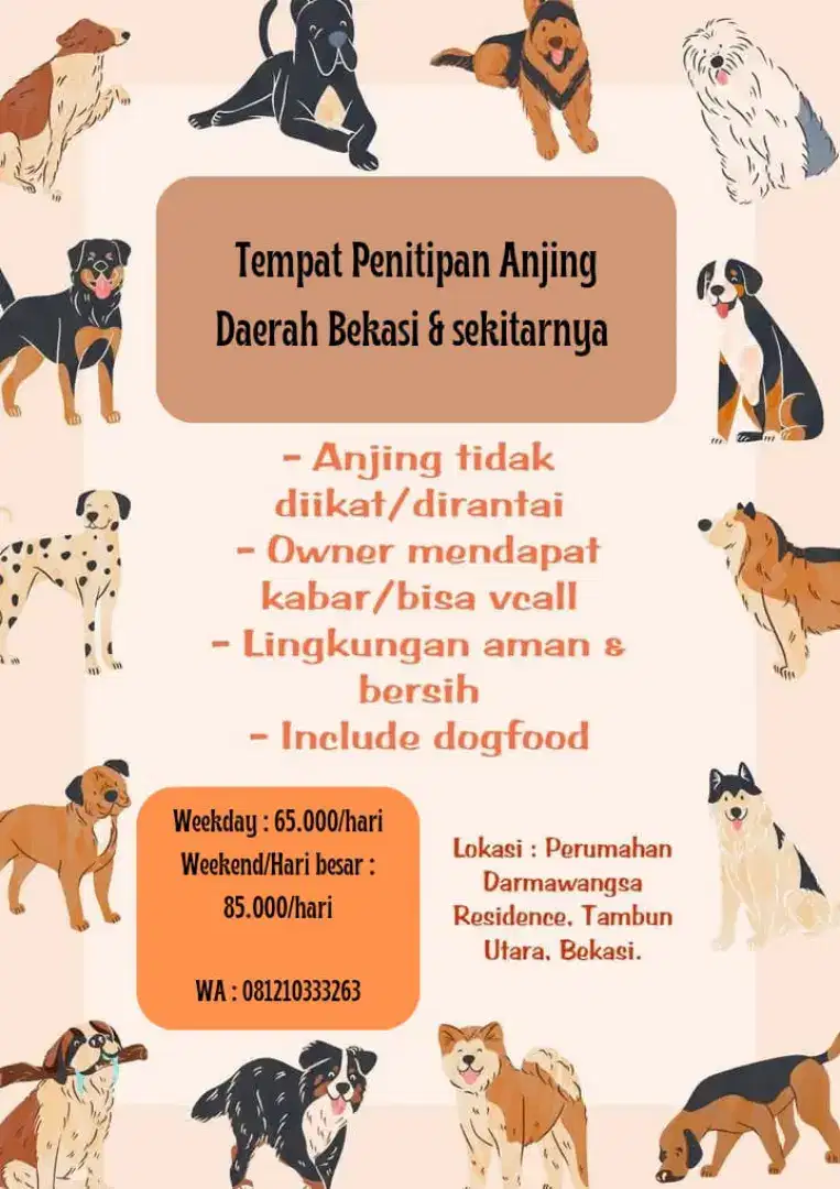 Penitipan Anjing Minipom Poodle Shitzu