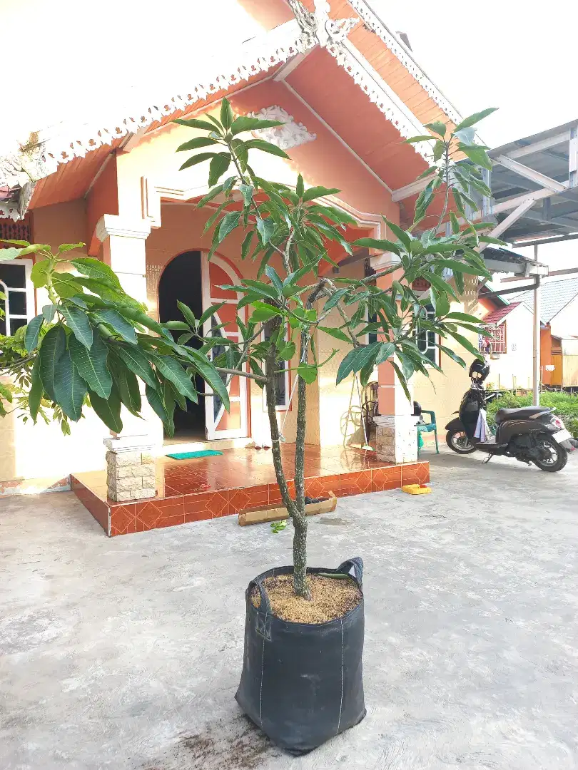 Pohon Mangga Gadung Biru