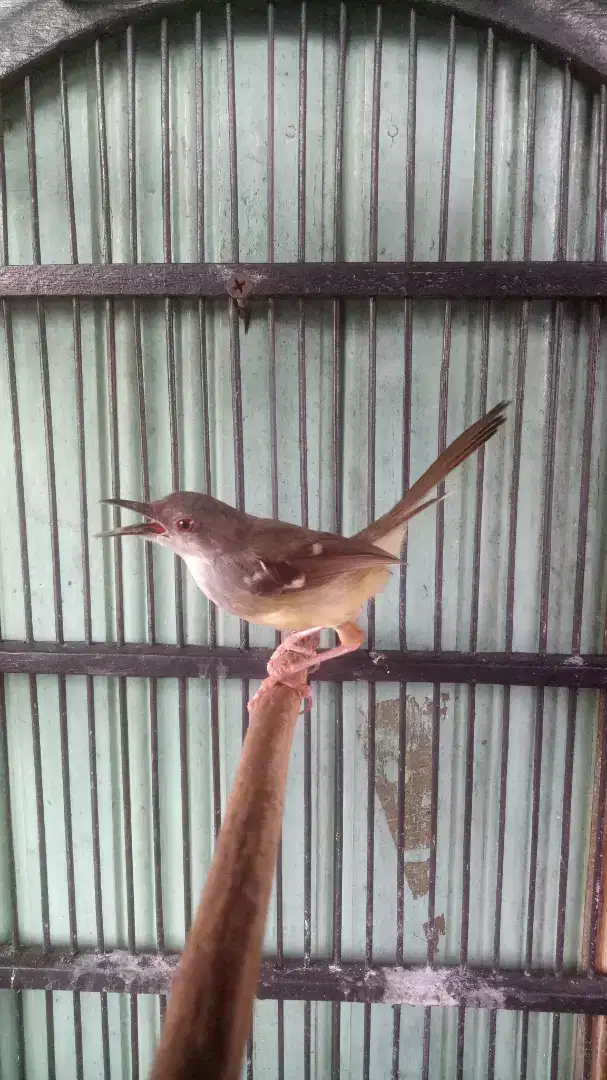 Burung ciblek jantan bunyi bukan gacor