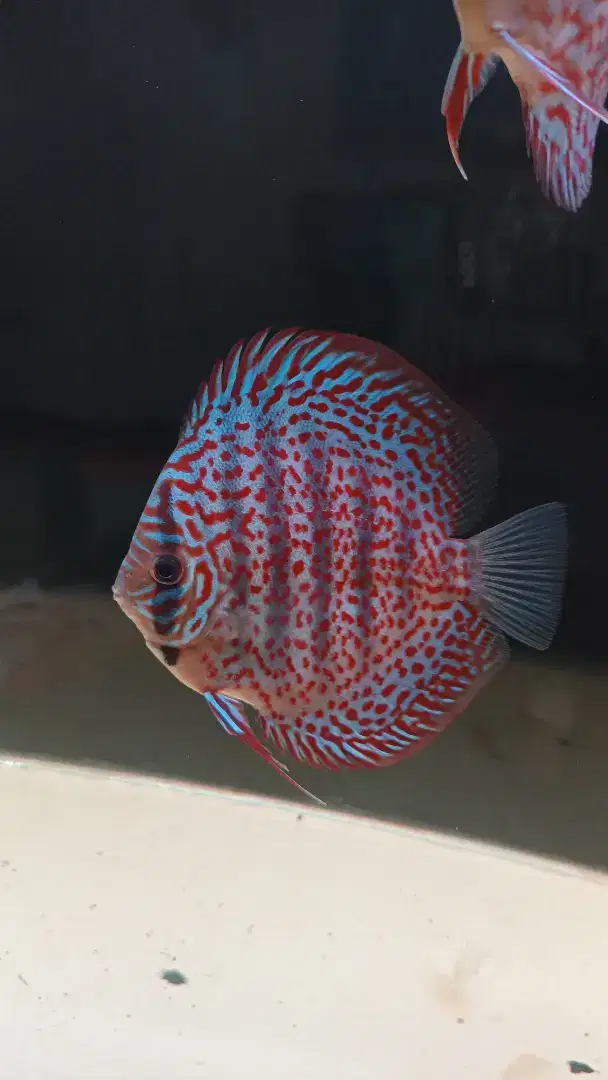 Discus 3,5 s/d 4 inch