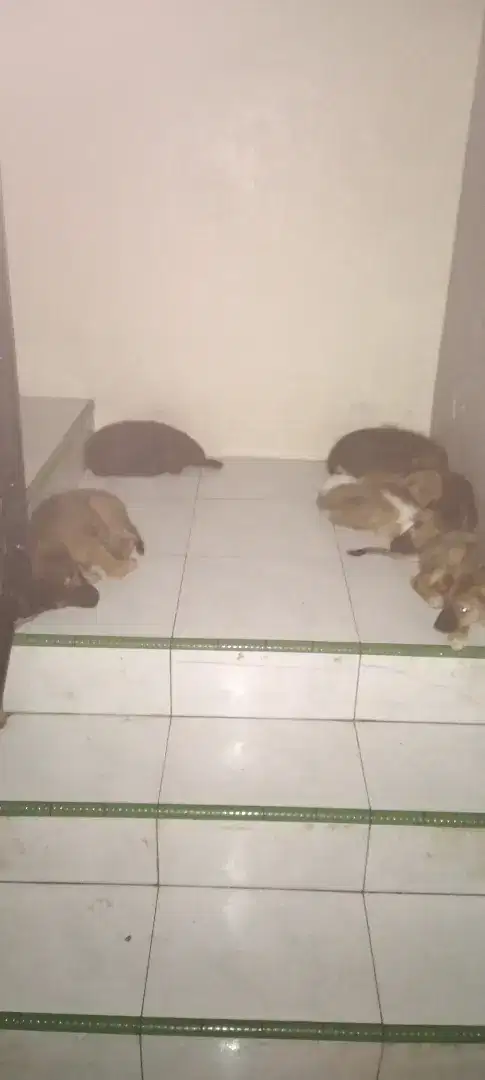 Jual anak anjing mix