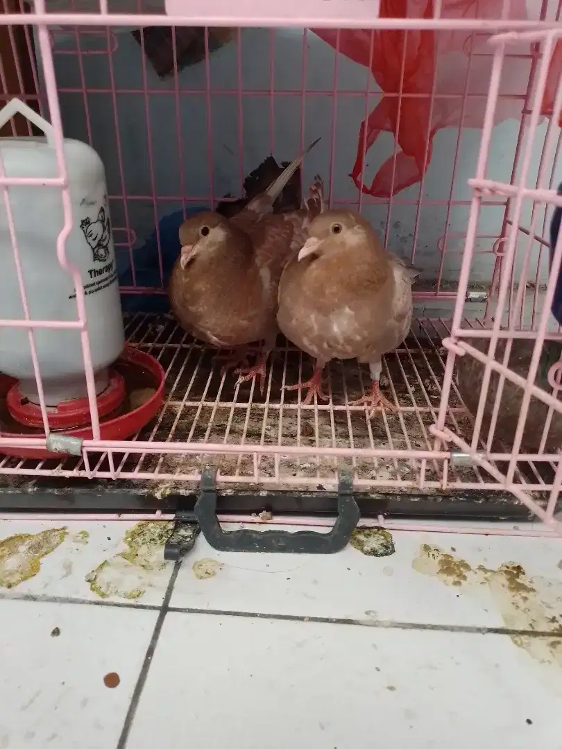 Burung merpati warna coklat sejodo piyik