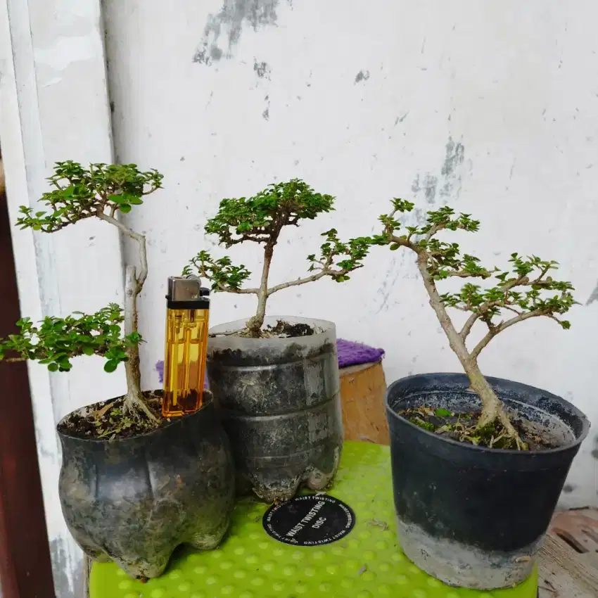 Bonsai Sancang 3pohon Borongan