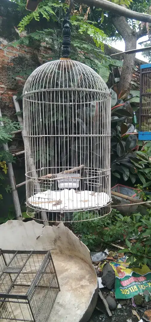 kandang burung Lovebird seken