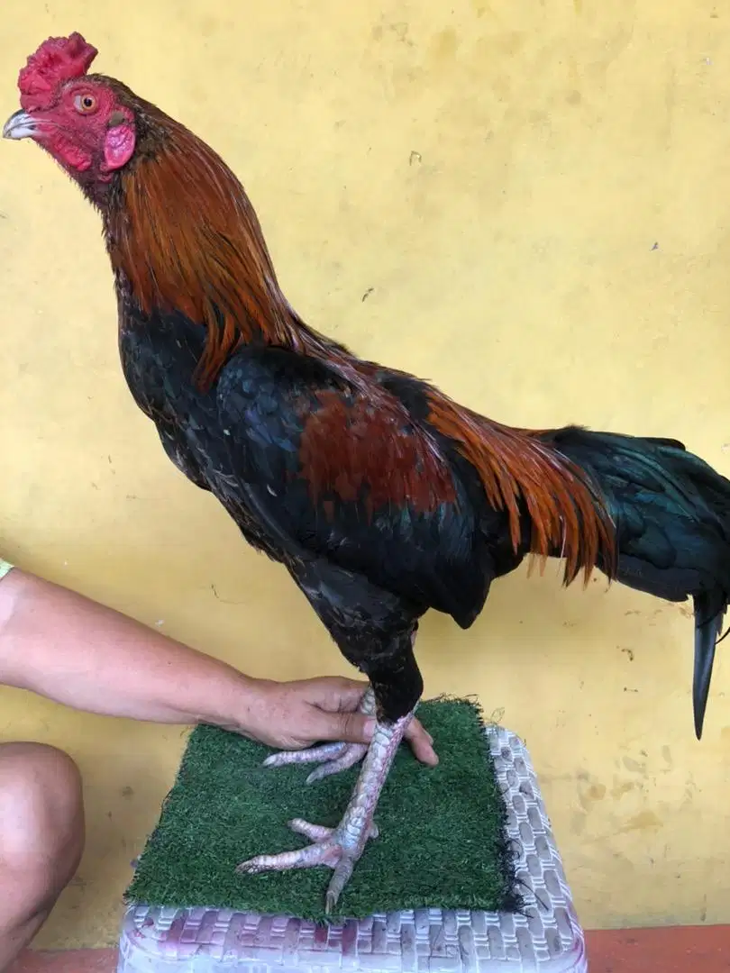 ayam bangkok jenis birma