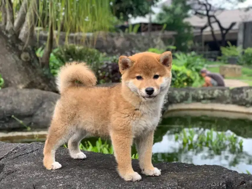 Shiba inu bloodline rusia