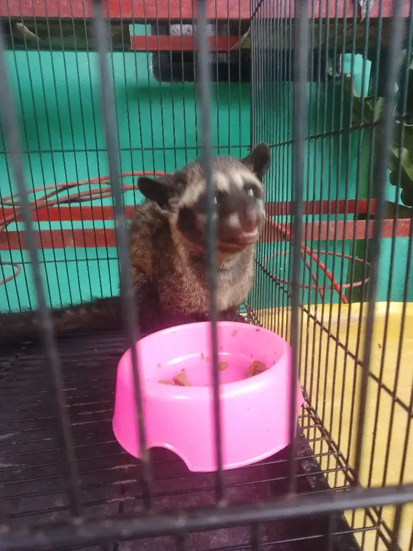 Musang pandan jinak