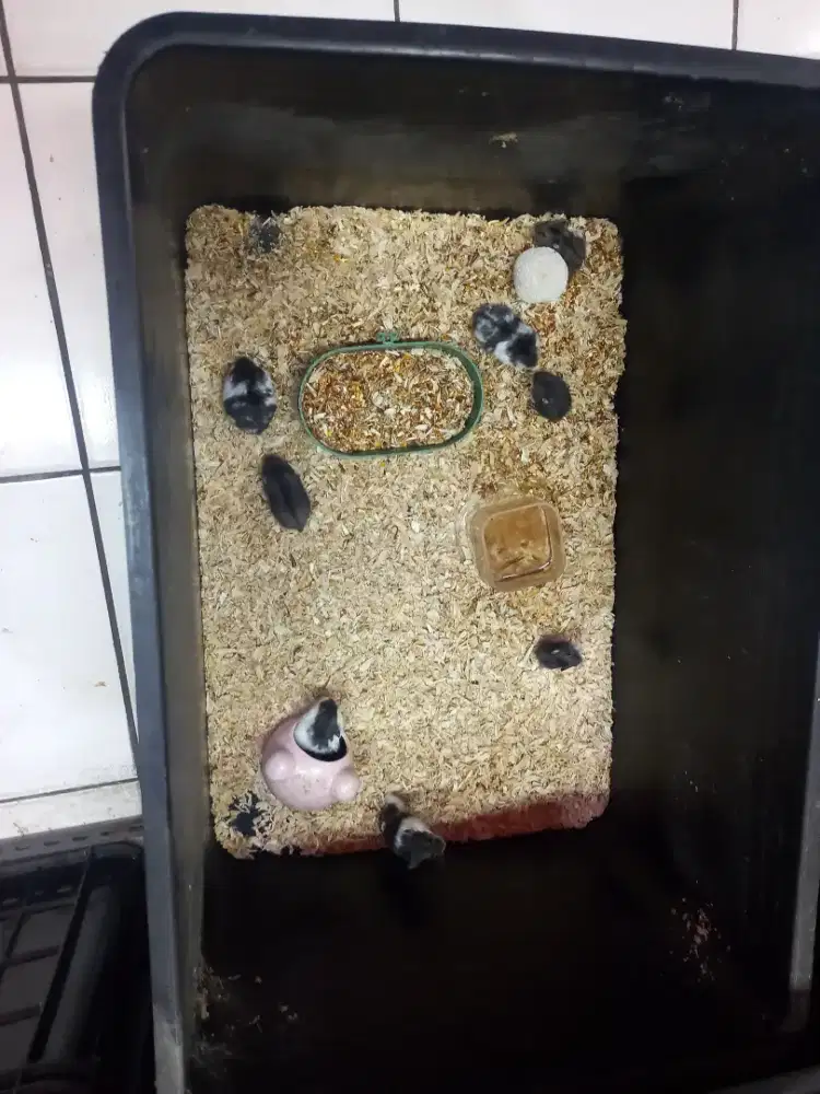 Hamster campble panda