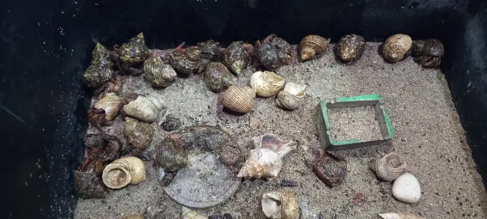 Kelomang brevi darat