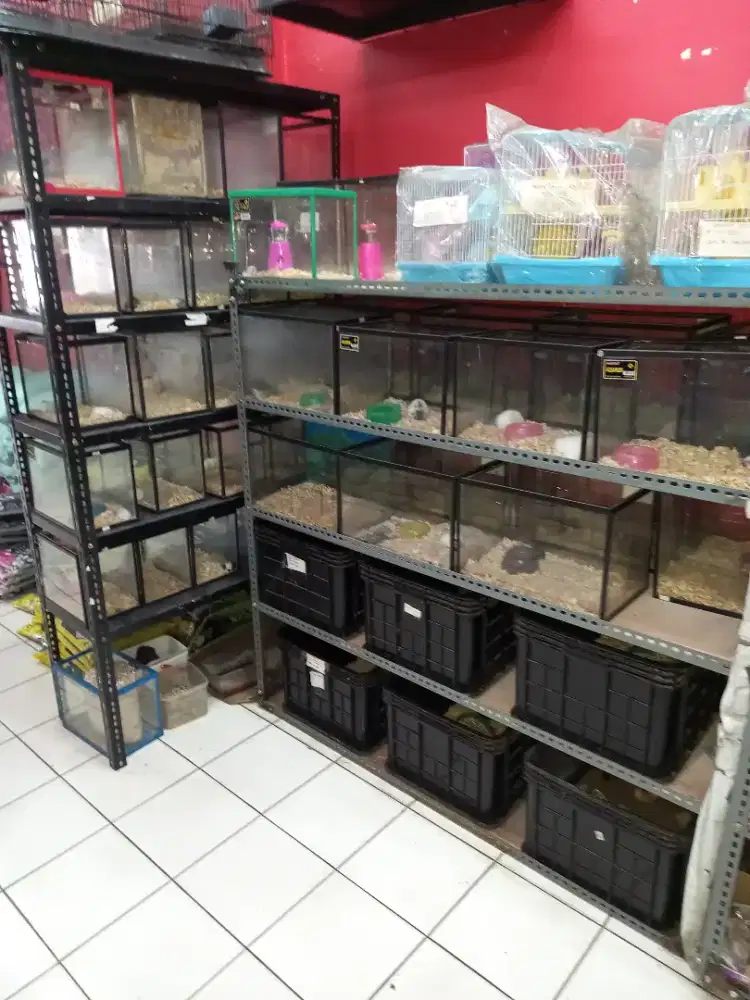 Hamster hamster jinak