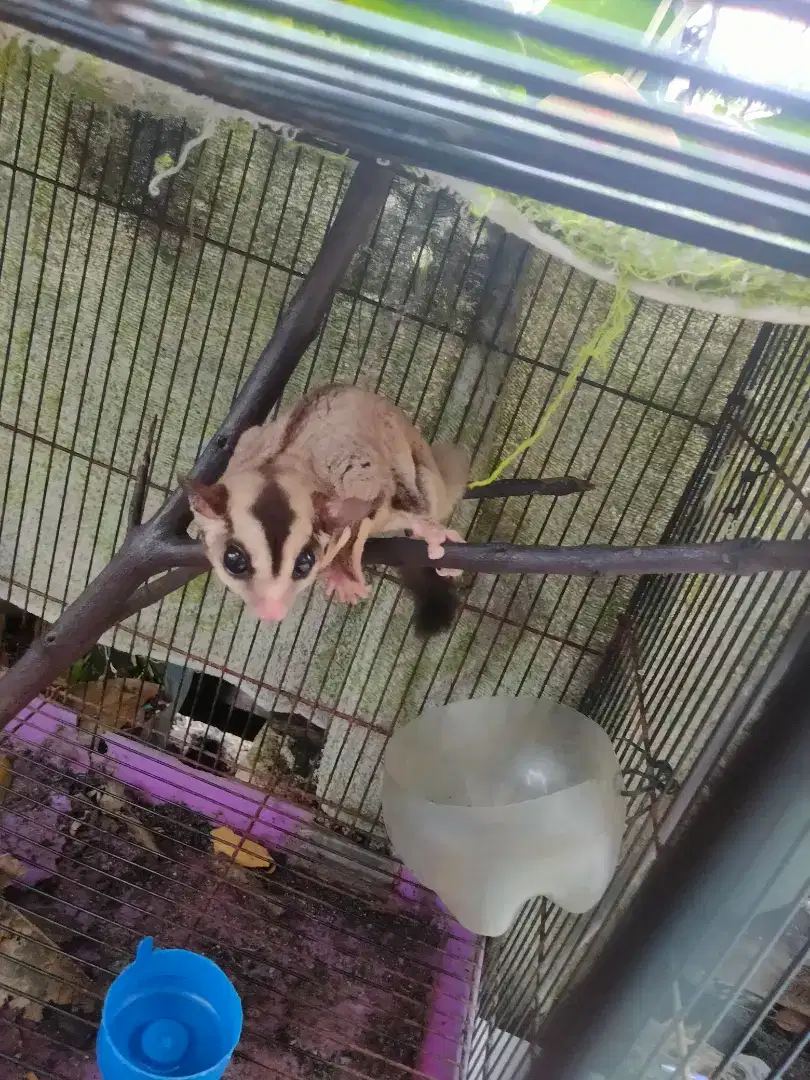 Dijual cepat sugar glider Classic grey