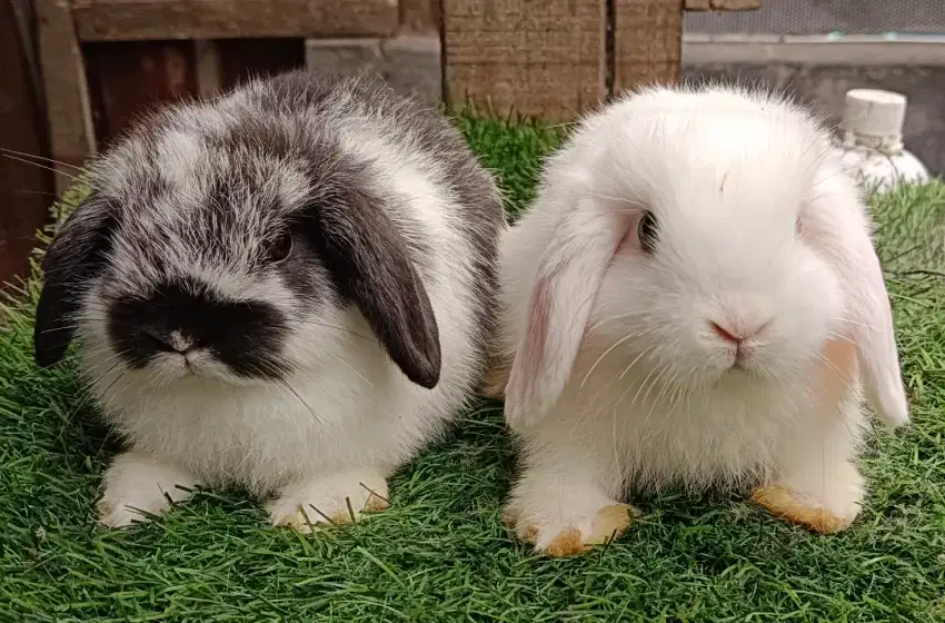 Sepasang kelinci holland lop 2 bulan