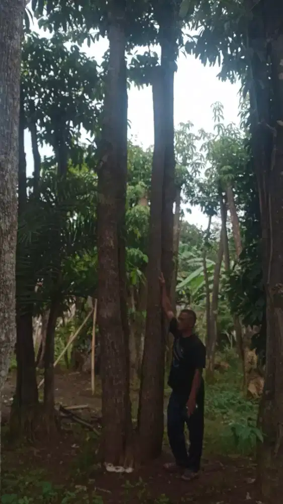 Jual pohon pule gruping