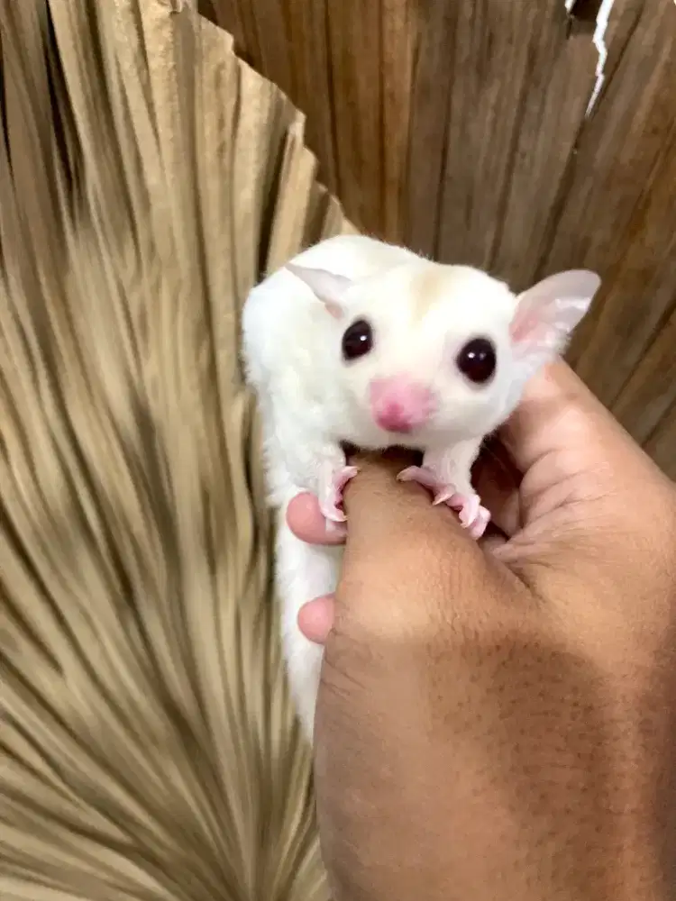 Sugar Glider ready banyak
