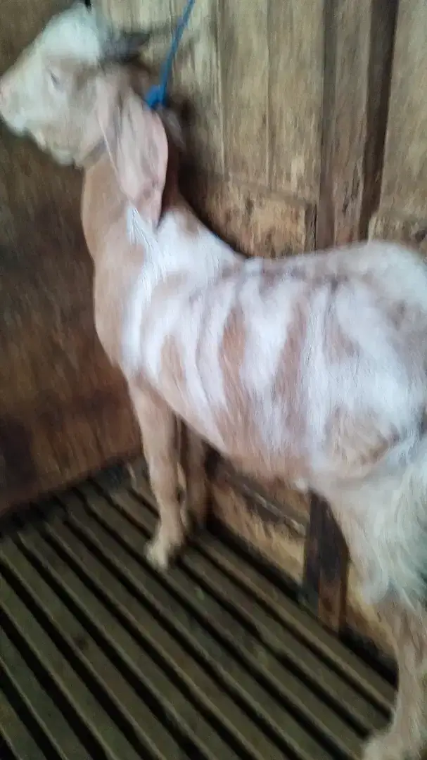 Kambing aqiqah  Surabaya murah.