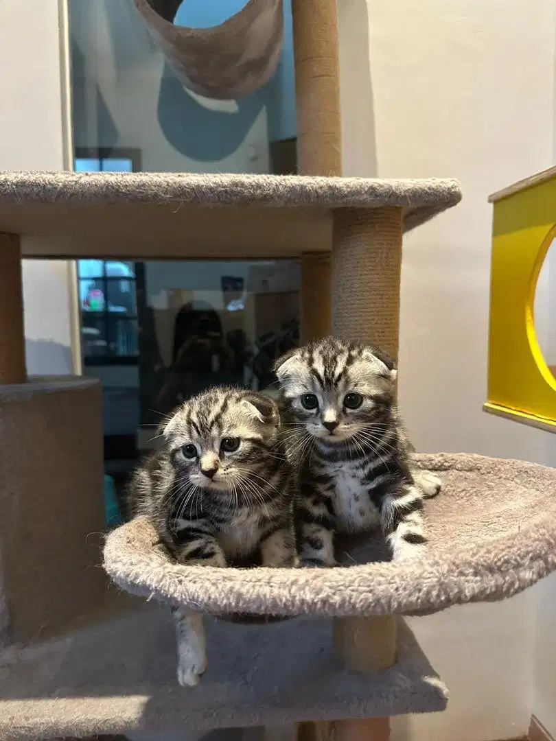 Kucing Scottish fold triple fold