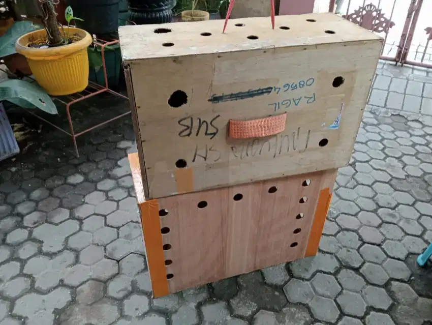 Box kirim ayam ukuran ayam jago