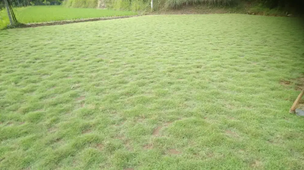 jual rumput peking