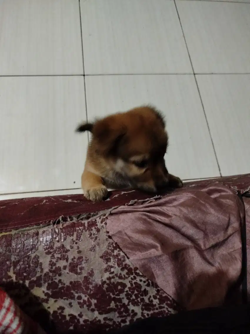 anak anjing kampung