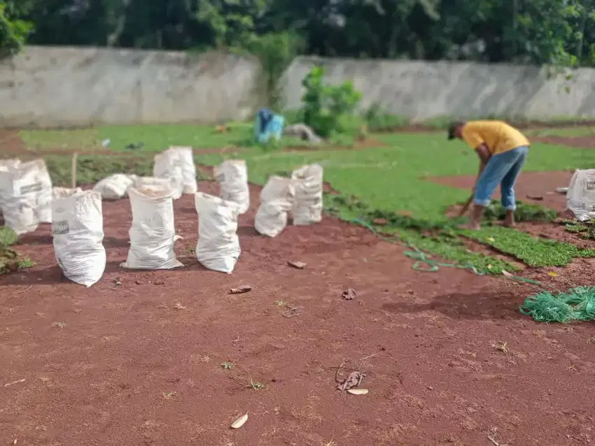 rumput gajah mini