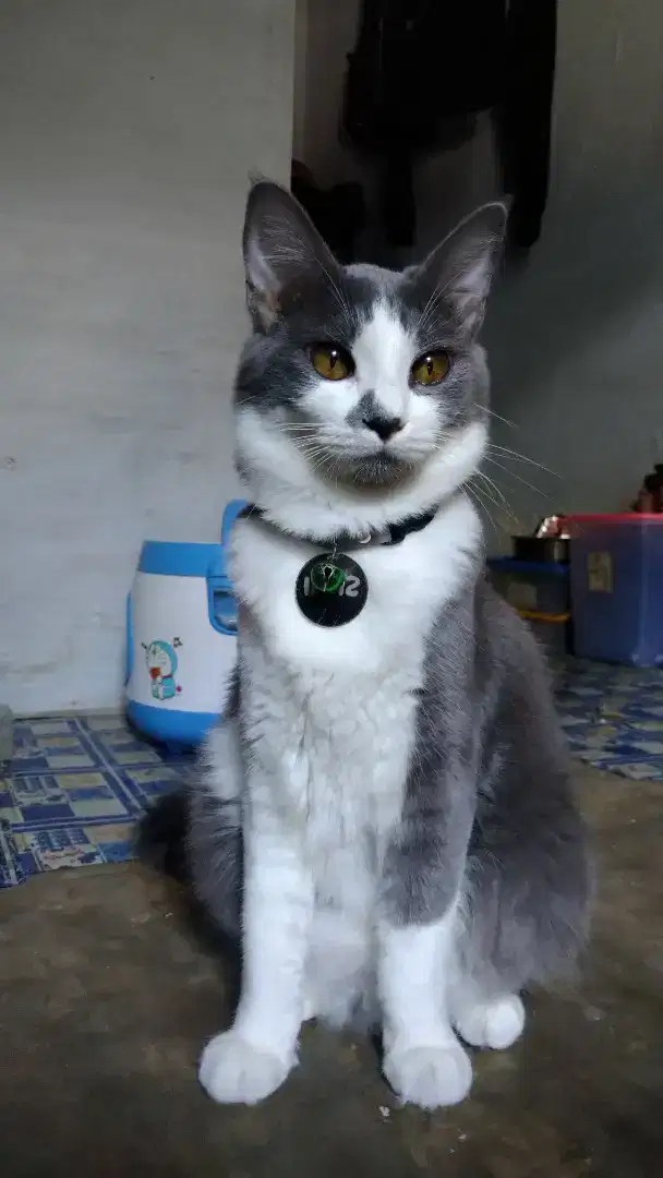 Cari kucing jantan