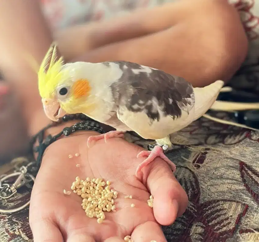 Burung parkit Australia atau falk mandirian, jinak