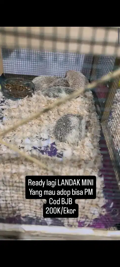 Hoglet/landak mini