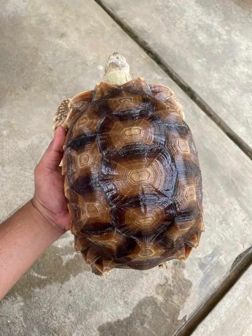 Kura Kura Sulcata Size 27cm