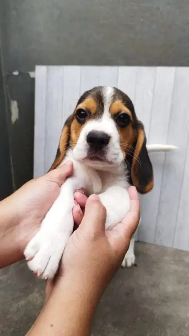 Jual Beagle betina