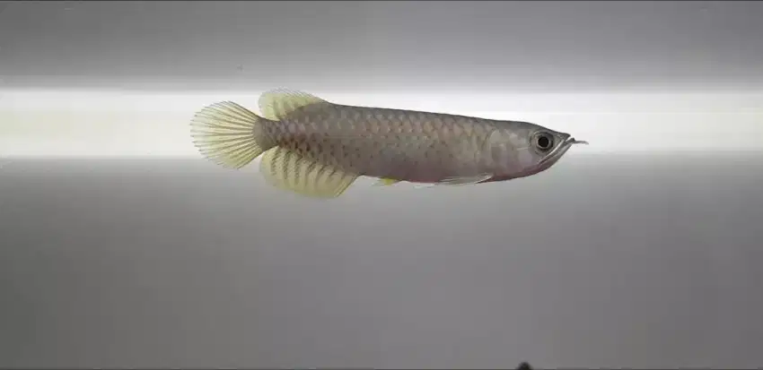 Arowana banjar red arwana