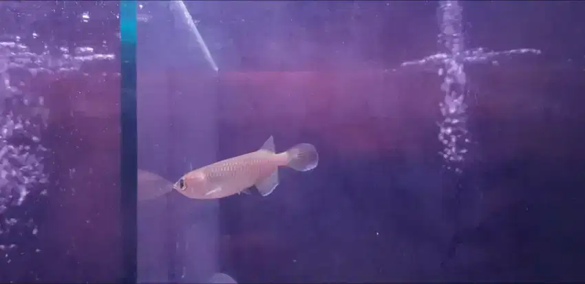 Arowana ikan hias arwana