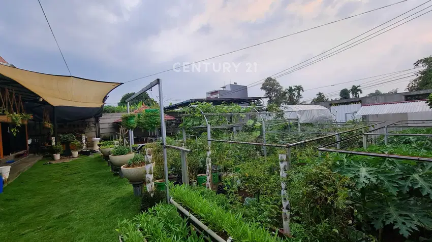 Rumah Villa Dan Kebun Luas Di Cijujung Bogor