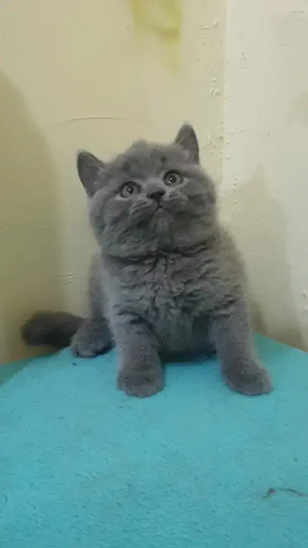 BRITISH SHORTHAIR KITTEN