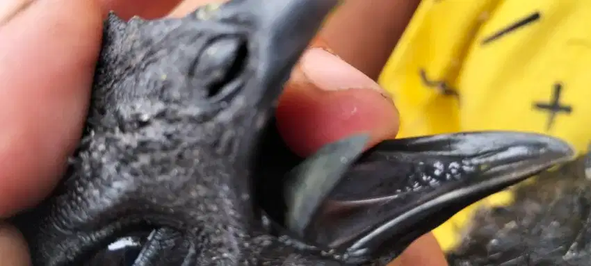 Ayam cewe lidah hitam selasi TB burung parkit ostrali palek