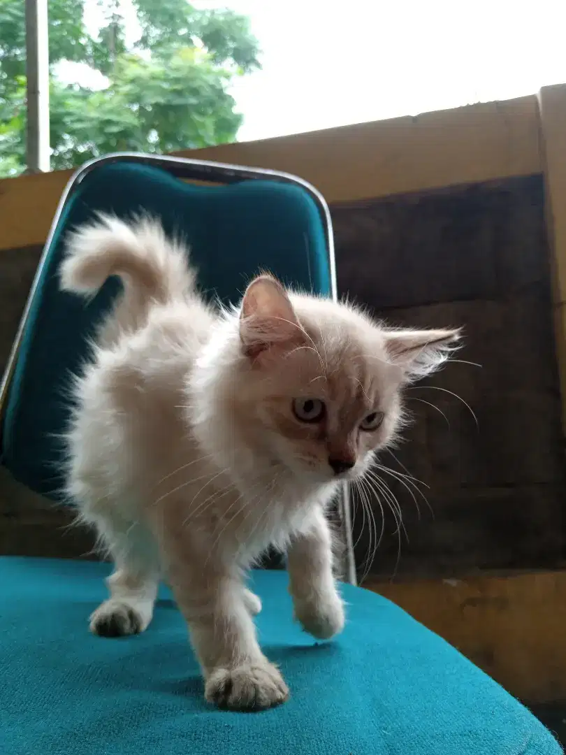 Open Adobt Kucing Persia White Solid & Putih Kekuningan