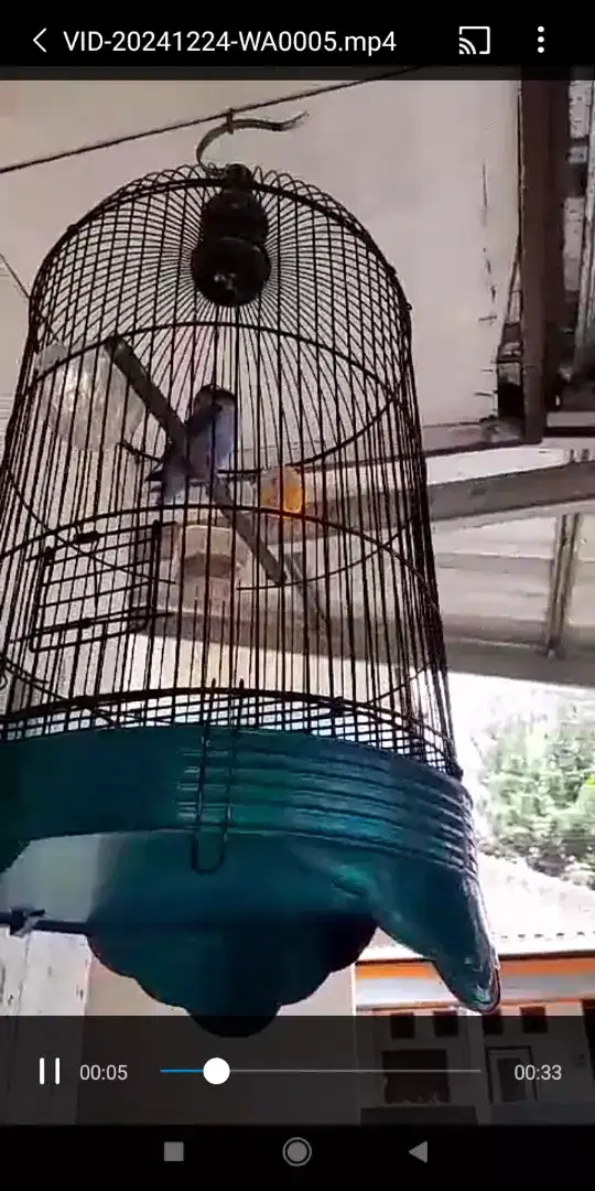 Burung Lovebird BIRU MANGSI ngunci Ngekeeknya panjang