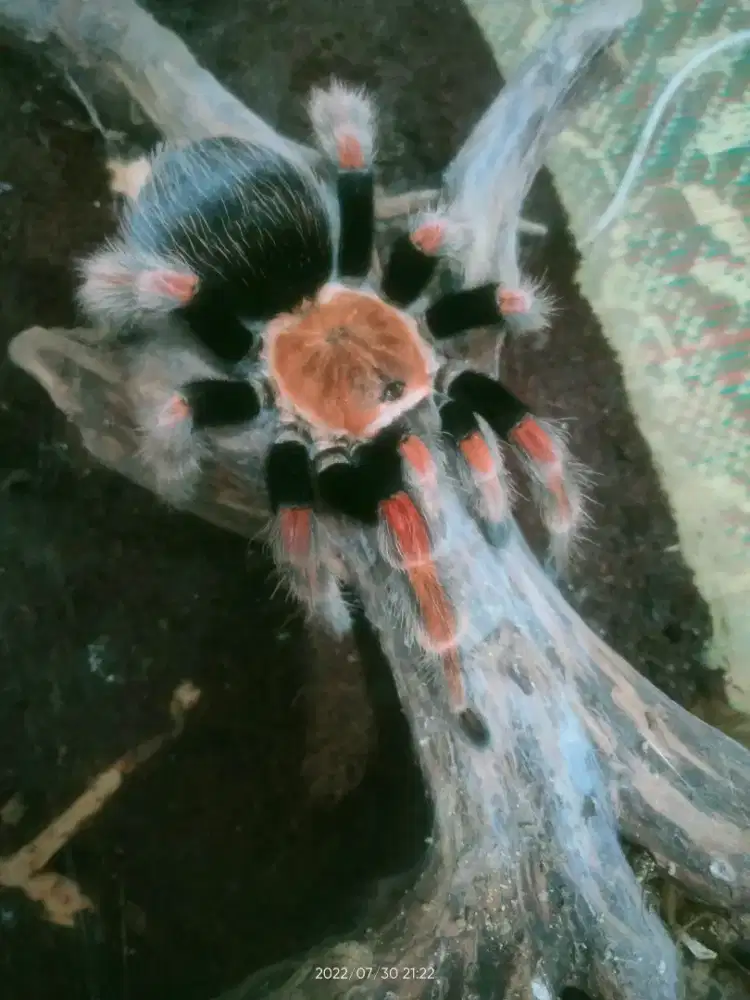 Tarantula Brachypelma Boehmei