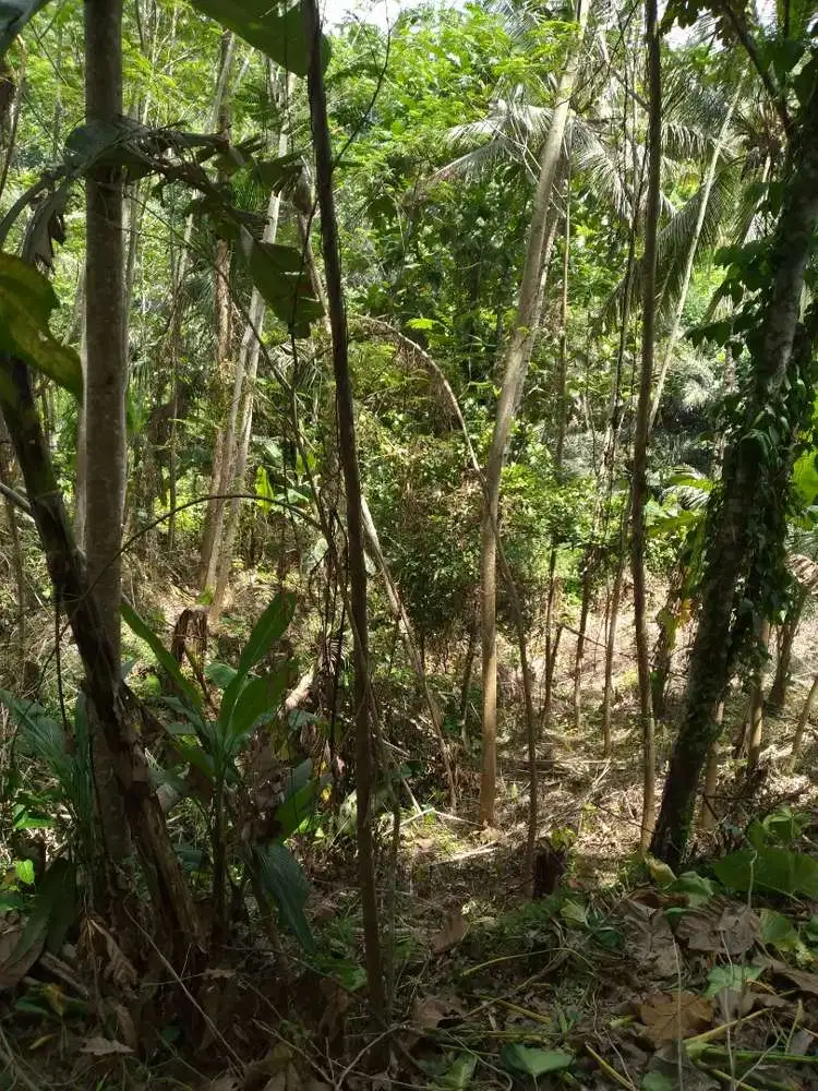 Tanah view sungai dan pohon besar di poh santen