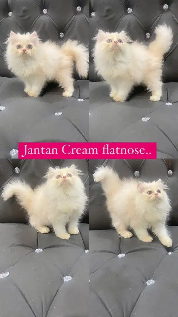 Kitten jantan flatnose